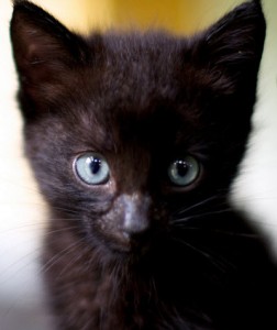 Black Kitten