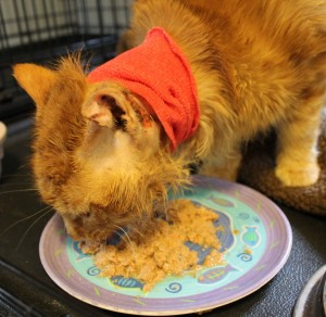 Cupid enjoying dinner on 2/1