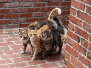 Image of four cats on bricks