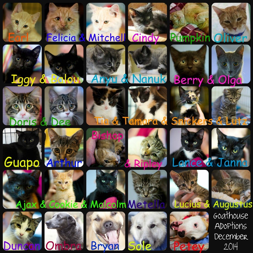 Goathouse Adoptions December 2014