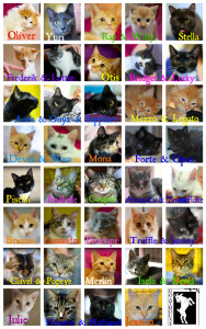 Goathouse adoptions February 2015