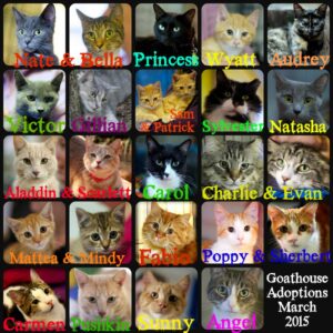 Goathouse adoptions March 2015