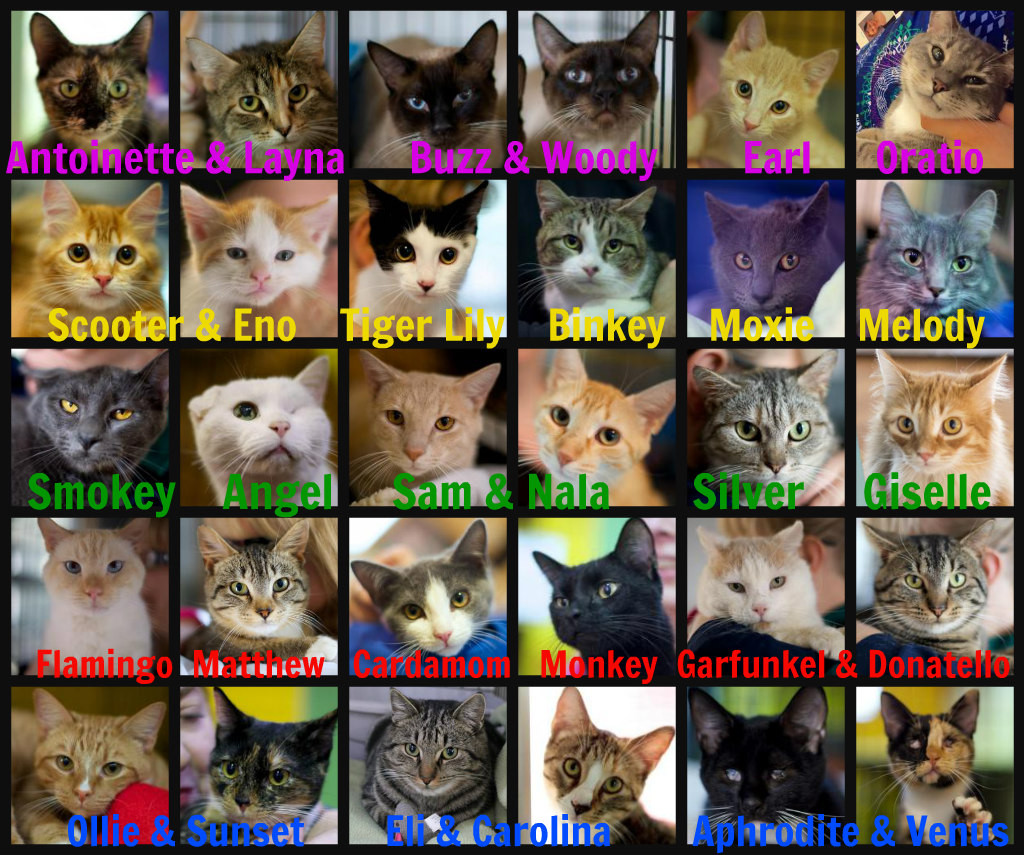 Goathouse Adoptions February 2016